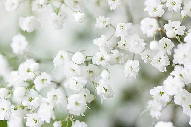 [HOT] Hoa Baby - Loài hoa đẹp nhiều ý nghĩa
