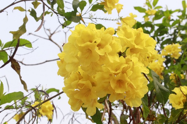 [Review] Hoa Chuông Vàng | Nguồn gốc, đặc điểm và ý nghĩa của phong thủy