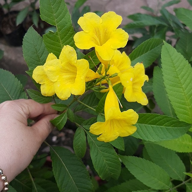 [Review] Hoa Chuông Vàng | Nguồn gốc, đặc điểm và ý nghĩa của phong thủy