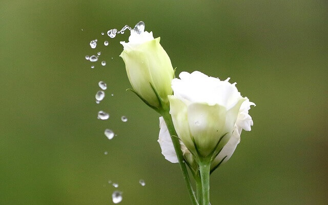 [Mới] Hoa Cát Tường | hoa may mắn