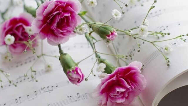 [Bạn có biết] Hoa cẩm chướng | Hoa tình yêu của mẹ