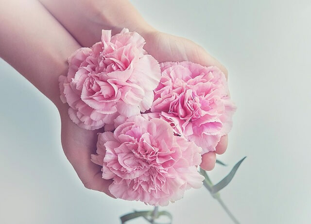 [Bạn có biết] Hoa cẩm chướng | Hoa tình yêu của mẹ