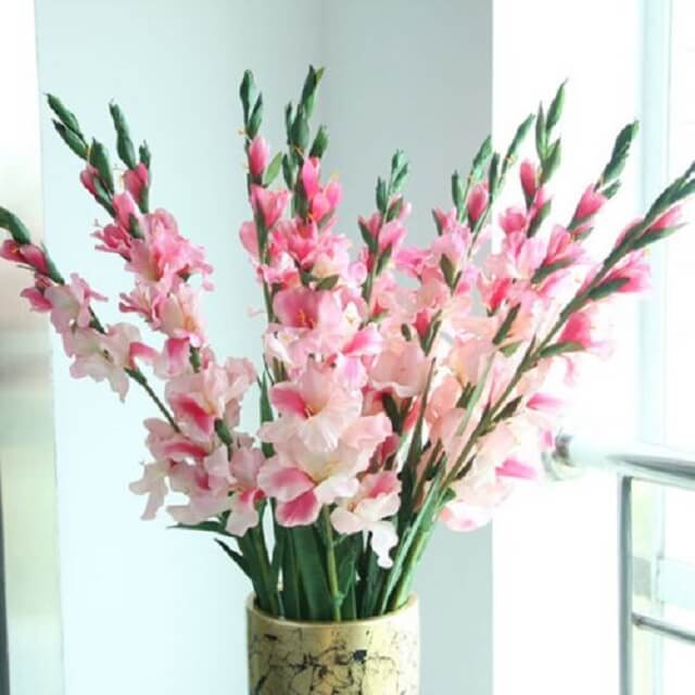 [Bạn Có Biết] Ý Nghĩa Hoa Lay Ơn | hoa hẹn hò