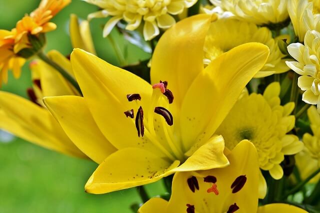 [Bạn có biết] Hoa loa kèn | hoa trung thành
