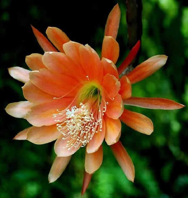 Sưu tầm 100 hình ảnh hoa Quỳnh đẹp nhất rực rỡ ấn tượng
