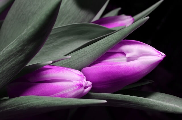 [Sự Thật] Ý Nghĩa Hoa Tulip Tím | Lòng trung thành và sự lãng mạn