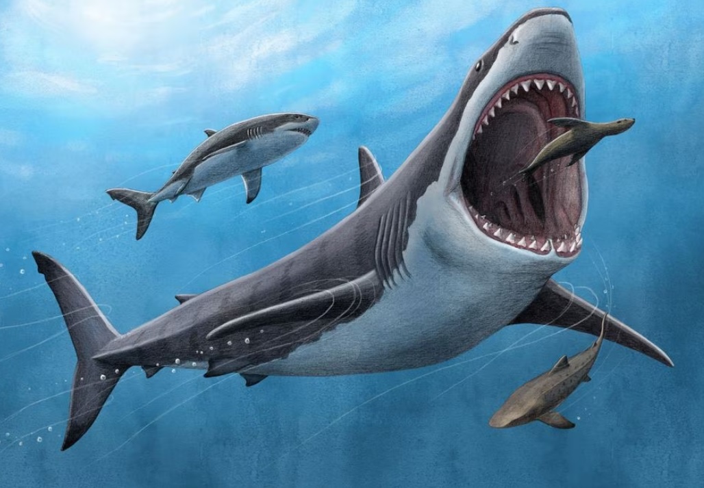 Đi tìm manh mối mới lý giải vì sao cá mập siêu sát thủ Megalodon biến mất - Tạp chí trực tuyến An Giang