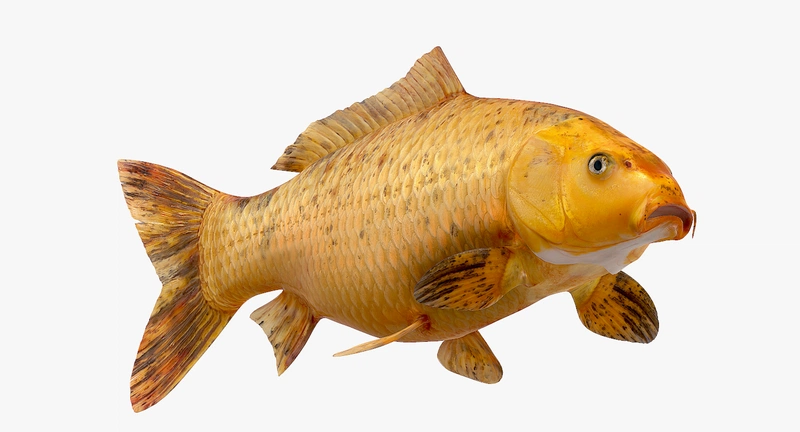 Bạn có thể ăn cá chép vàng? Một số loại cá chép vàng phổ biến - Dược FPT Long Châu